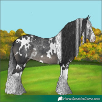 Horse Color:White Spotted Black Splash Rabicano 
