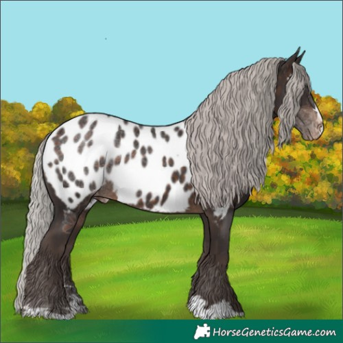 Horse Color:Silver Brown Appaloosa 
