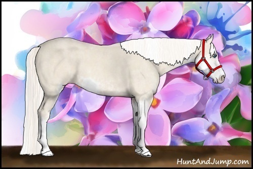 Horse Color:Cremello Sabino Brindle