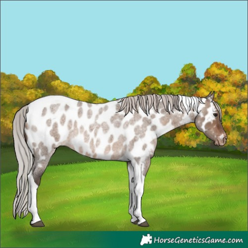 Horse Color:Silver Brown Roan Dun Tobiano Appaloosa 