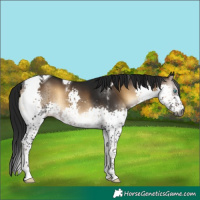 Horse Color:Gray Brown Onyx Splash Tobiano 