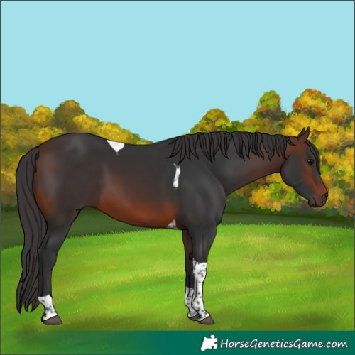 Horse Color:Brown Tobiano 