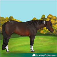 Horse Color:Gray Bay Tobiano Rabicano 