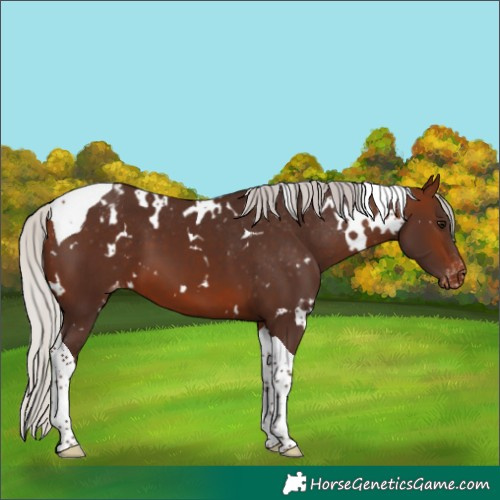 Horse Color:White Spotted Silver Brown Tobiano Appaloosa 