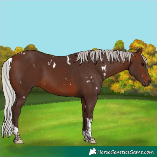 Horse Color:White Spotted Silver Brown Tobiano 
