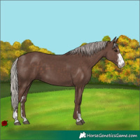 Horse Color:Silver Black Sabino 