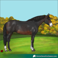 Horse Color:Brown Sabino Rabicano 