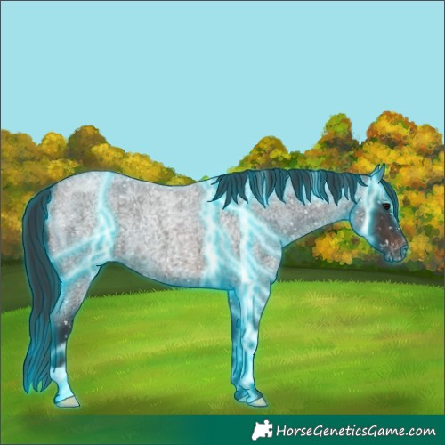 Horse Color:Thunderstruck Brown Roan Appaloosa