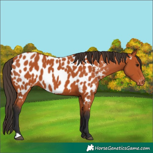 Horse Color:Bay Appaloosa 