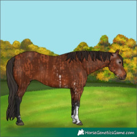 Horse Color:Bay Sabino Rabicano and Gray Bay Sabino Rabicano