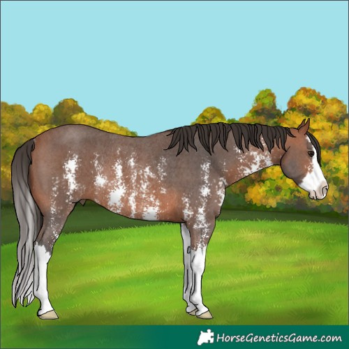 Horse Color:Bay Sabino Splash Rabicano 