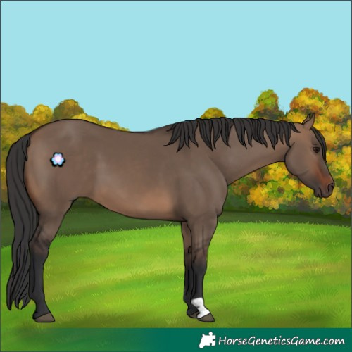 Horse Color:Brown Dun 