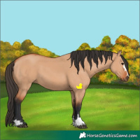 Horse Color:Bay Dun