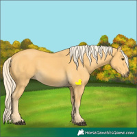 Horse Color:Palomino