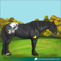 Horse Color:Black Blanket