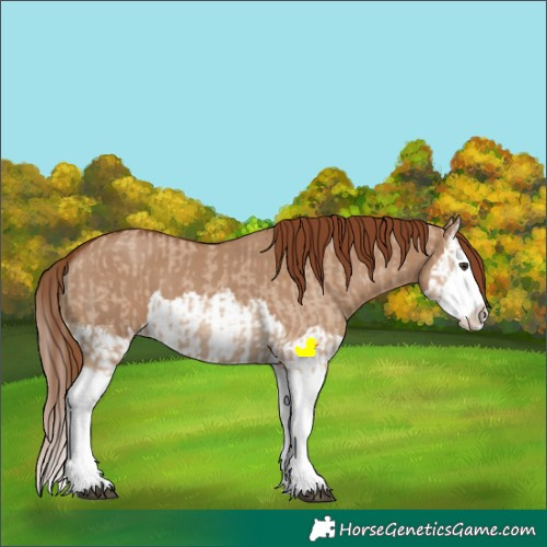Horse Color:Red Dun Splash  and Red Dun Splash 