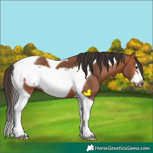 Horse Color:Bay Tobiano Frame 