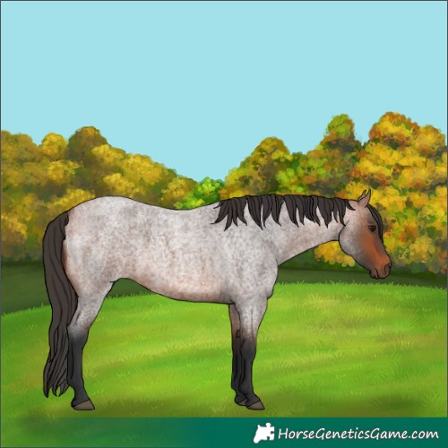 Horse Color:Bay Roan 