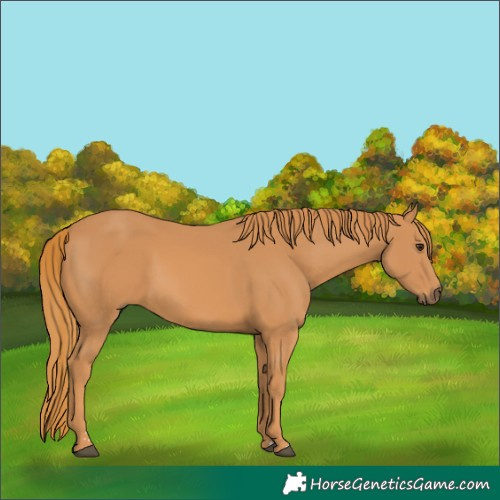 Horse Color:Chestnut 
