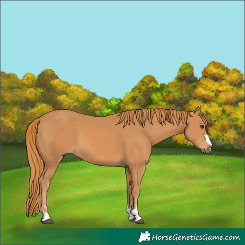 Horse Color:Chestnut 