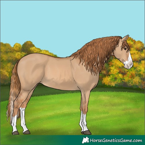 Horse Color:Red Dun Splash