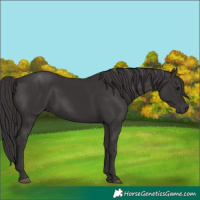 Horse Color:Smoky Black