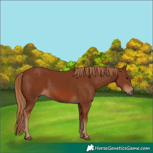 Horse Color:Chestnut 