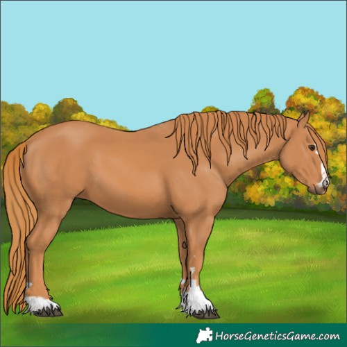 Horse Color:Chestnut 