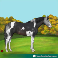 Horse Color:Brown Tobiano 