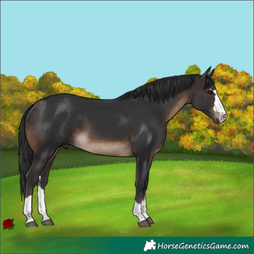 Horse Color:Brown 