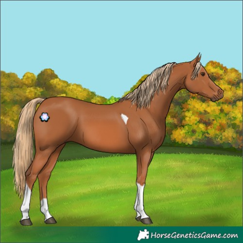 Horse Color:Chestnut Tobiano 
