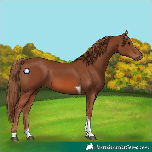 Horse Color:Chestnut Tobiano