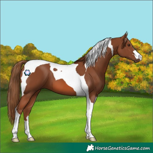 Horse Color:Chestnut Tobiano