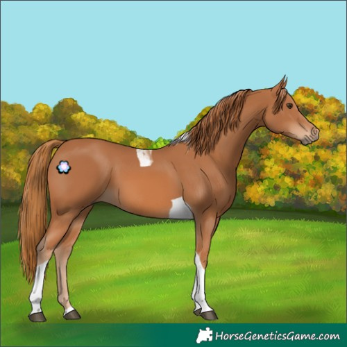 Horse Color:Chestnut Tobiano 