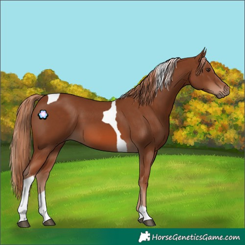Horse Color:Chestnut Tobiano