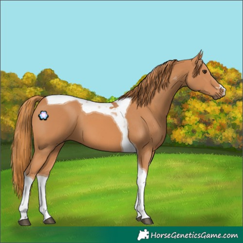 Horse Color:Chestnut Tobiano 