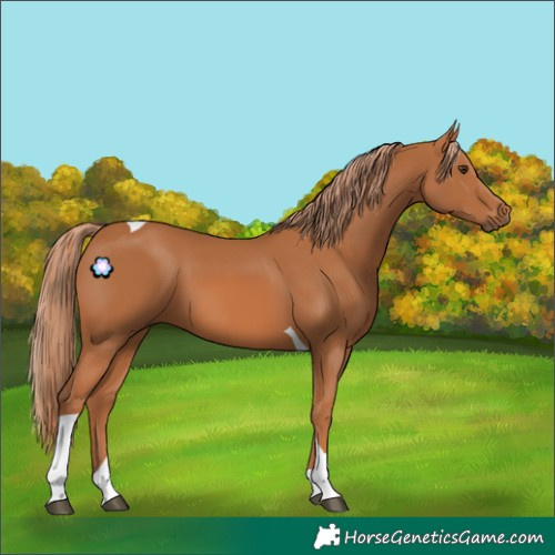 Horse Color:Chestnut Tobiano 