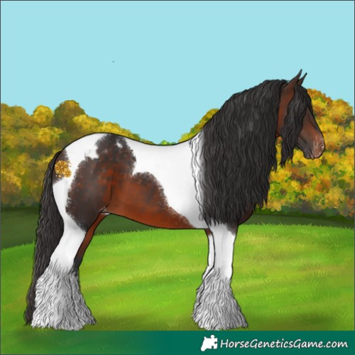 Horse Color:Brown Tobiano Appaloosa 