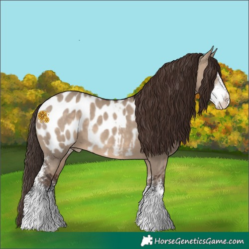 Horse Color:Brown Dun Sabino Appaloosa 