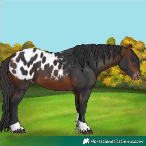 Horse Color:Unknown 