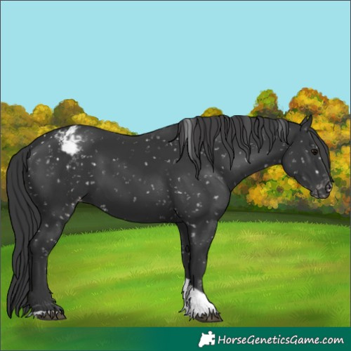 Horse Color:Unknown 