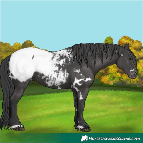 Horse Color:Unknown 