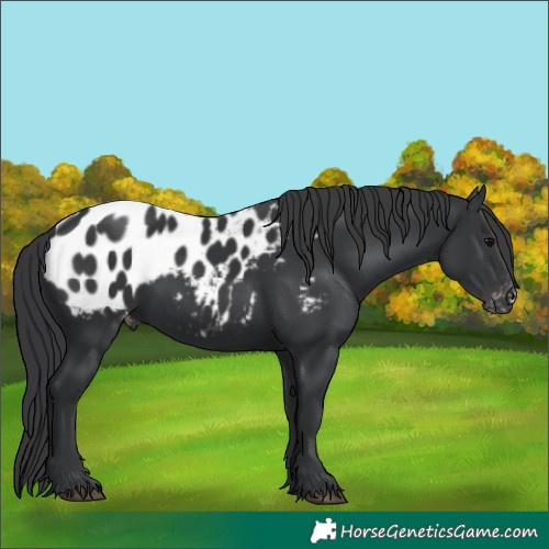 Horse Color:Unknown 