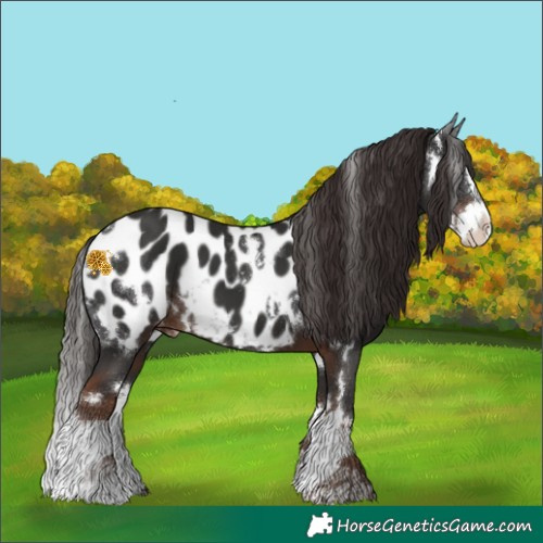 Horse Color:White Spotted Liver Chestnut Splash Appaloosa