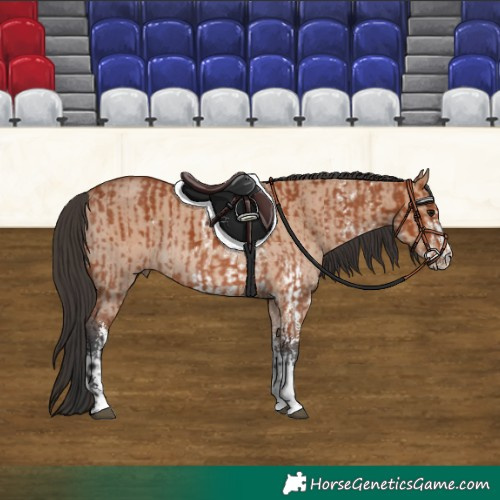 Horse Color:Bay Sabino Rabicano and Bay Dun Sabino Rabicano