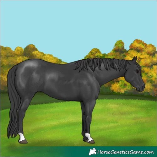 Horse Color:Black 