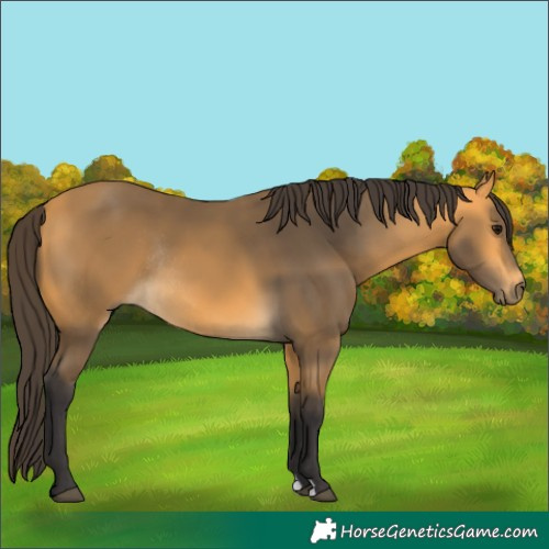 Horse Color:Buckskin Rabicano