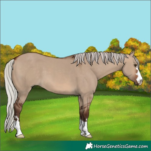 Horse Color:Silver Brown Dun 