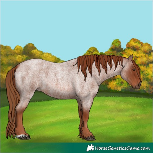 Horse Color:Red Roan 