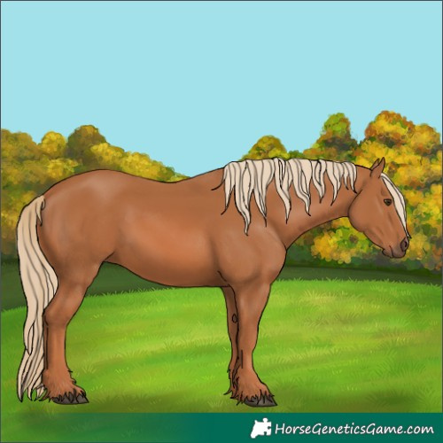Horse Color:Chestnut 